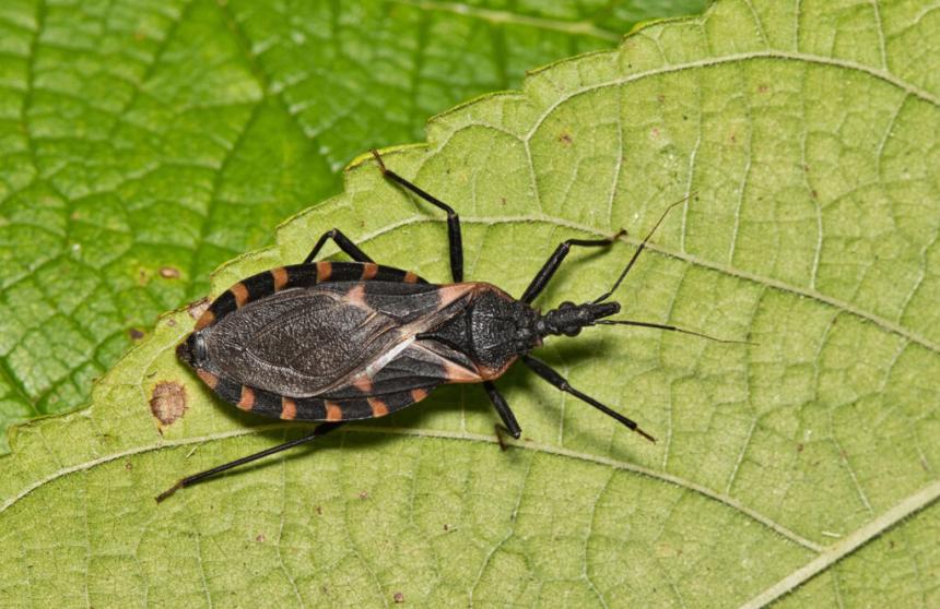 bug image