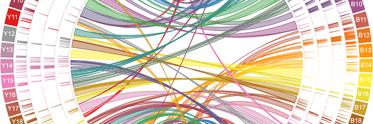 Distribution of large gene families and synteny between chromosomes in Brazil A4 (right, B) and Y C6, (left, Y)